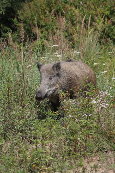  Prase divoké ( Sus scrofa)