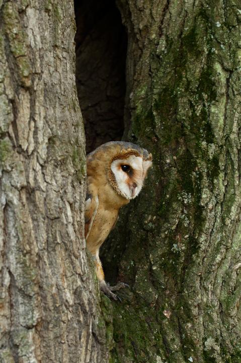 Sova pálená (Tyto alba)