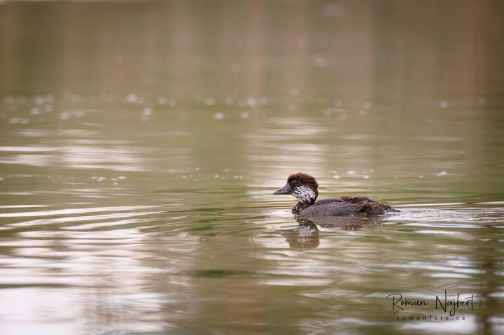 Hohol severní (Bucephala clangula)