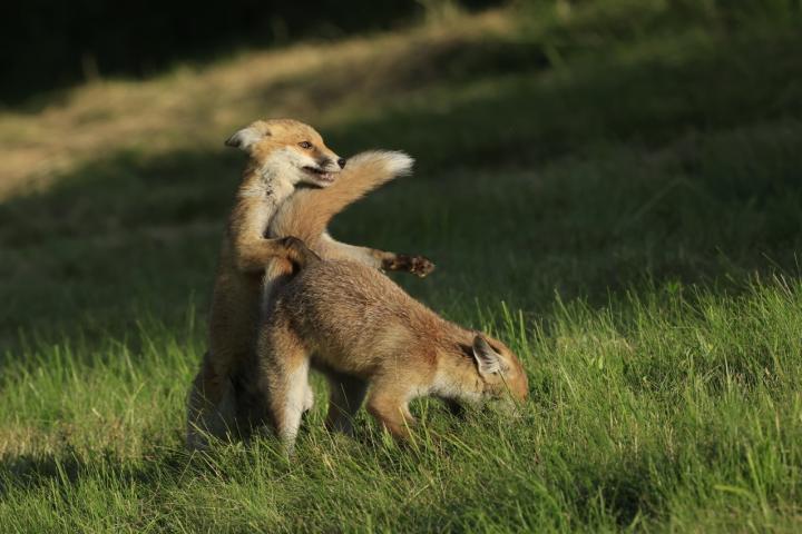  Liška obecná ( Vulpes Vulpes)