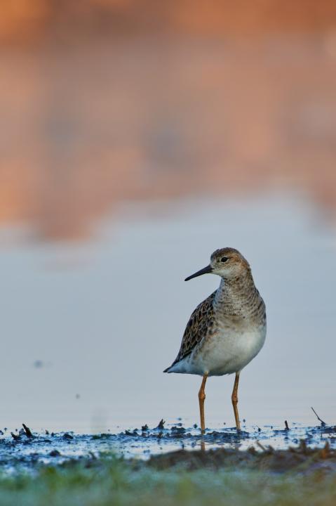 Jespák bojovný (Philomachus pugnax)