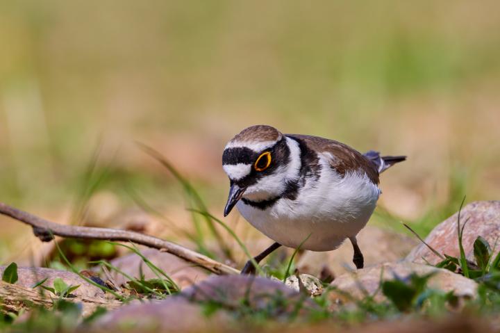 Kulík říční (Charadrius dubius)