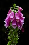 Náprstník červený (Digitalis purpurea)