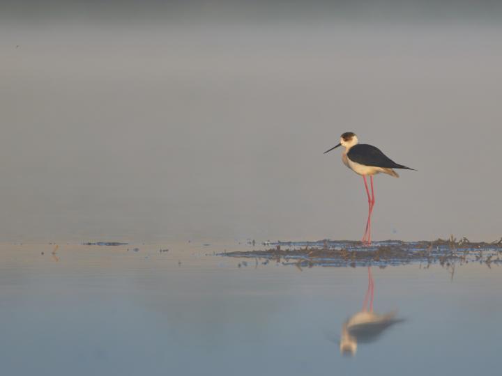 Pisila čáponohá (Himantopus himantopus)