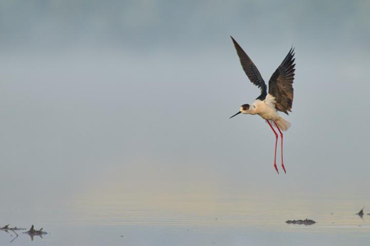 Pisila čáponohá (Himantopus himantopus)