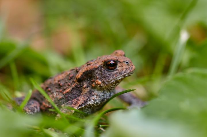 Ropucha obecná (Communia rubeta)