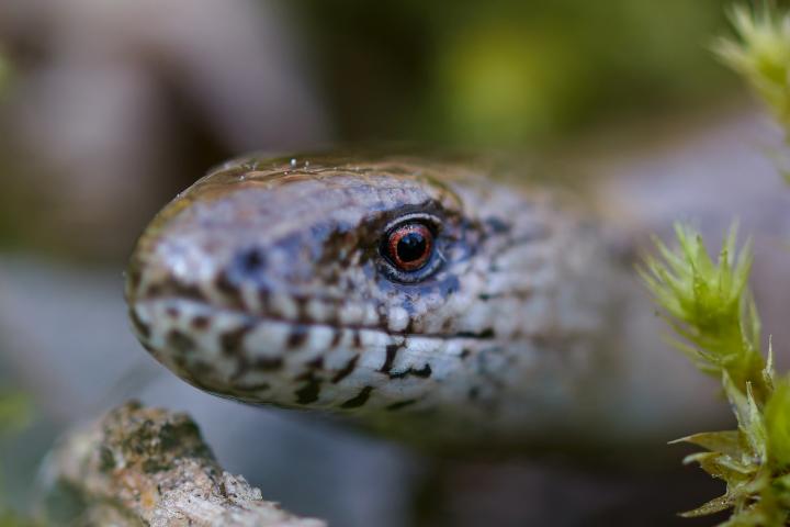 Slepýš obecný (Anguis fragilis)