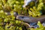 Slepýš obecný (Anguis fragilis)