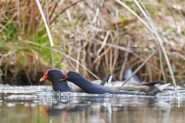 Slípka zelenonohá (Gallinula chloropus)