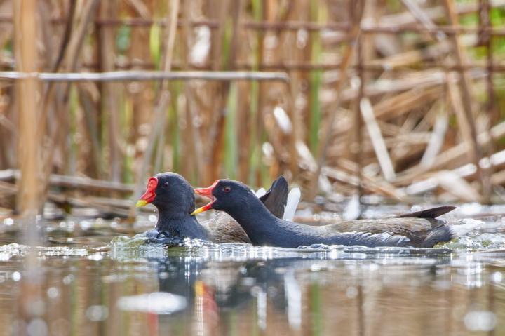 Slípka zelenonohá (Gallinula chloropus)