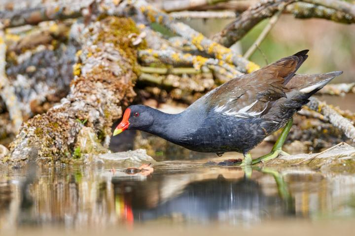 Slípka zelenonohá (Gallinula chloropus)