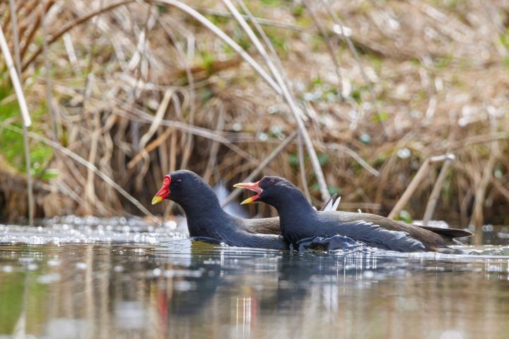 Slípka zelenonohá (Gallinula chloropus)