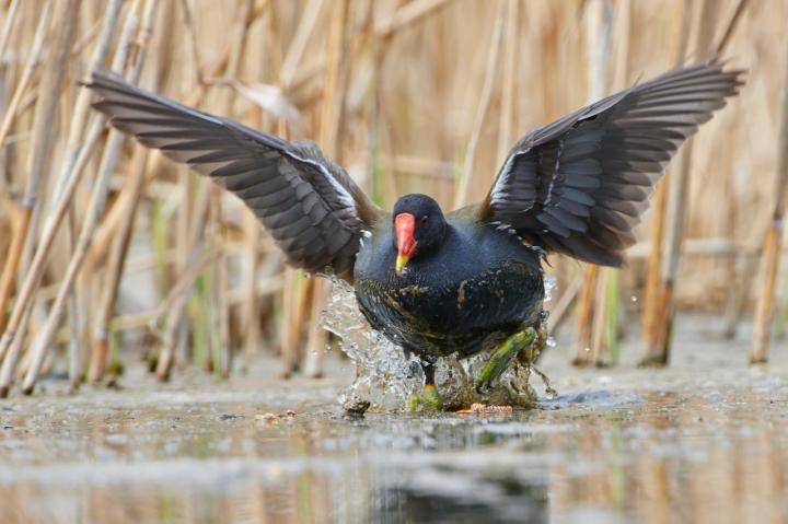Slípka zelenonohá (Gallinula chloropus)