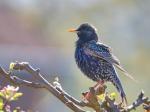 Špaček obecný (Sturnus vulgaris)