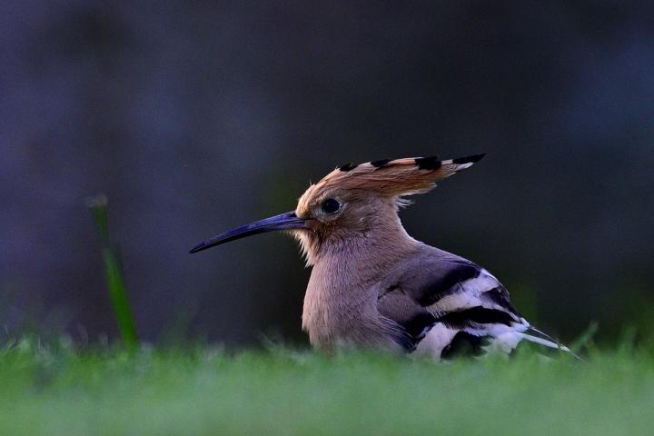 Dudek chocholatý (Upupa epops)