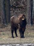 Zubr evropský (Bison bonasus)