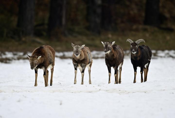 Muflon (Ovis musimon)