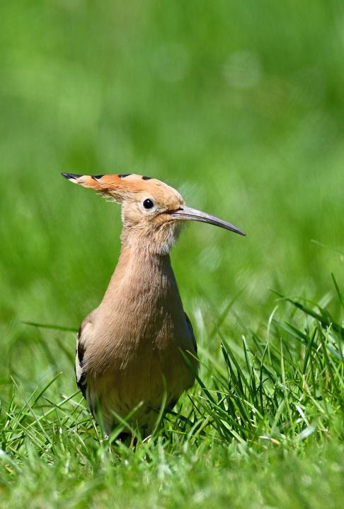 Dudek chocholatý (Upupa epops)