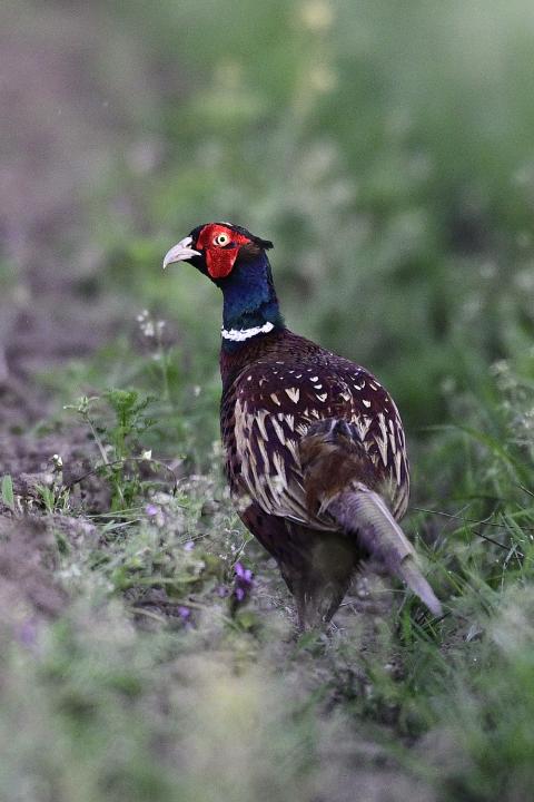 Bažant obecný (Phasianus colchicus)