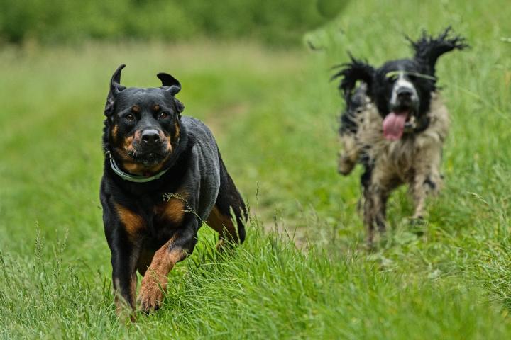 Kynologie (Cynologia)