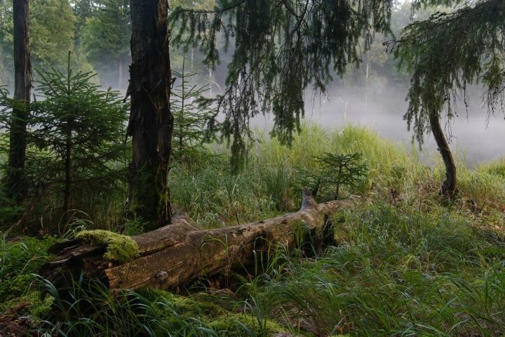 Lesní zátiší (Silva adhuc vita)