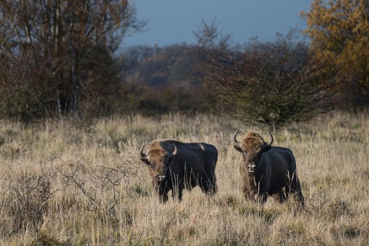 Zubr evropský (Bison bonasus)