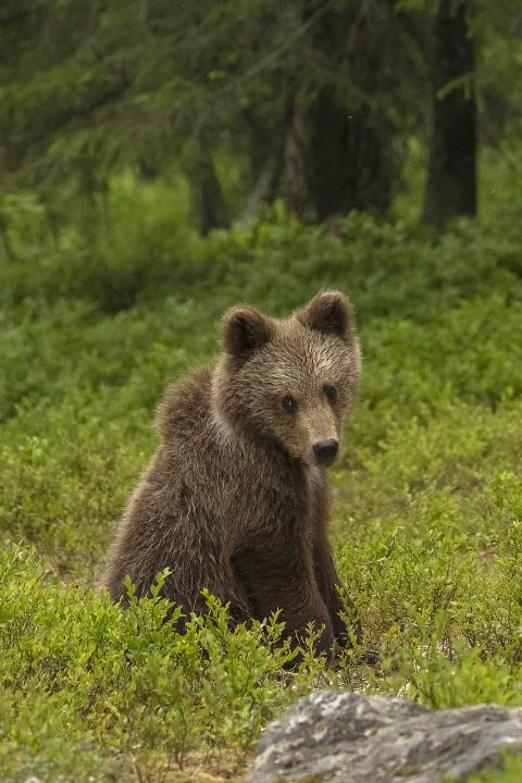  Medvěd hnědý ( Ursus arctos)