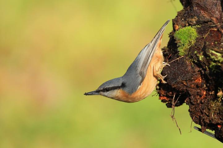 Brhlík lesní (Sitta europaea)