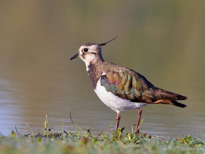 Čejka chocholatá (Vanellus vanellus)