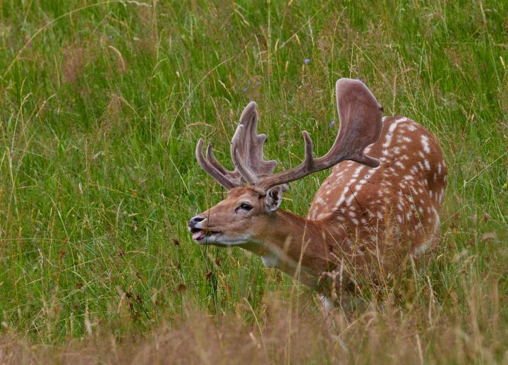 Daněk skvrnitý (Dama dama)