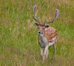 Daněk skvrnitý (Dama dama)