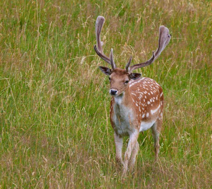Daněk skvrnitý (Dama dama)