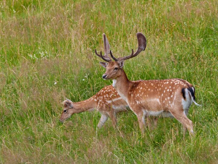 Daněk skvrnitý (Dama dama)
