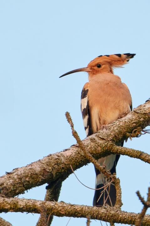 Dudek chocholatý (Upupa epops)