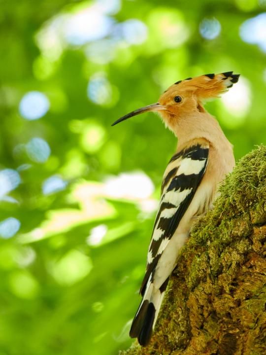 Dudek chocholatý (Upupa epops)