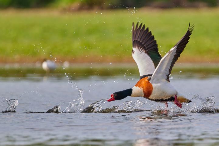 Husice liščí (Tadorna tadorna)