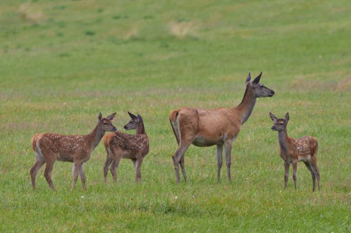 Jelen lesní (Cervus elaphus)