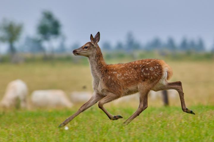 Jelen lesní (Cervus elaphus)