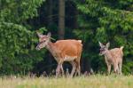 Jelen lesní (Cervus elaphus)