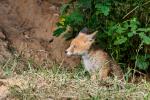  Liška obecná ( Vulpes Vulpes)