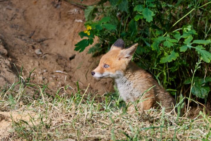  Liška obecná ( Vulpes Vulpes)