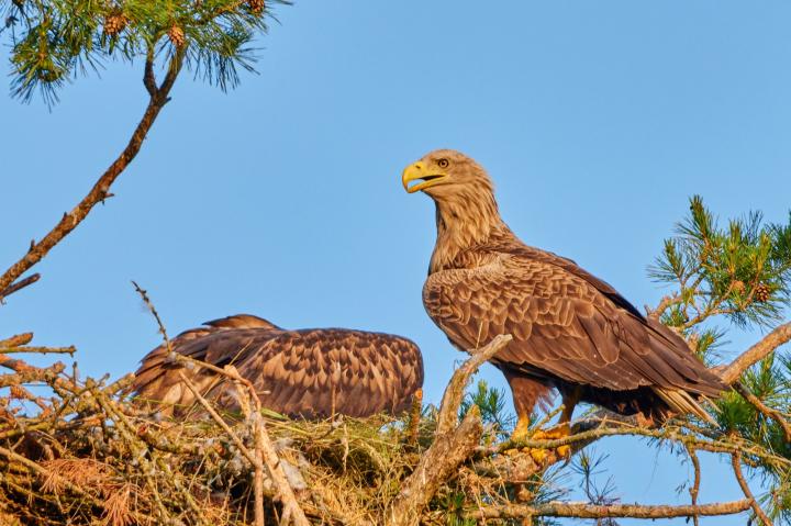  Orel mořský ( Haliaeetus albicillus)