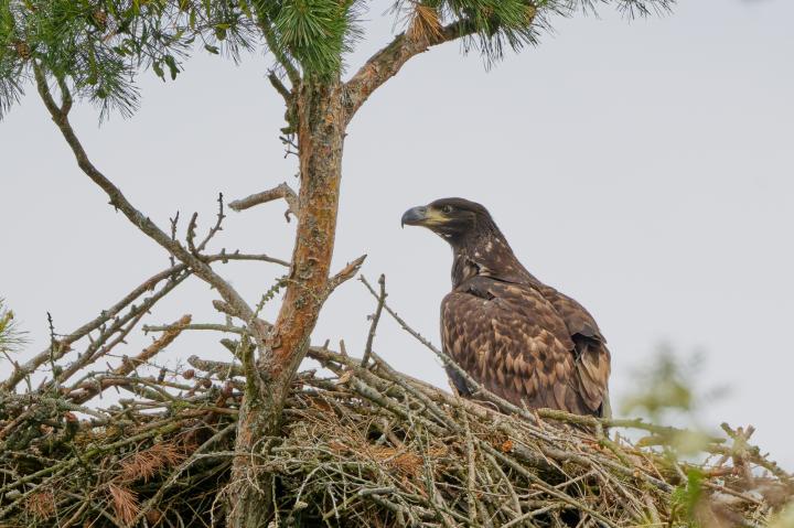  Orel mořský ( Haliaeetus albicillus)