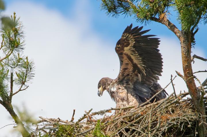  Orel mořský ( Haliaeetus albicillus)