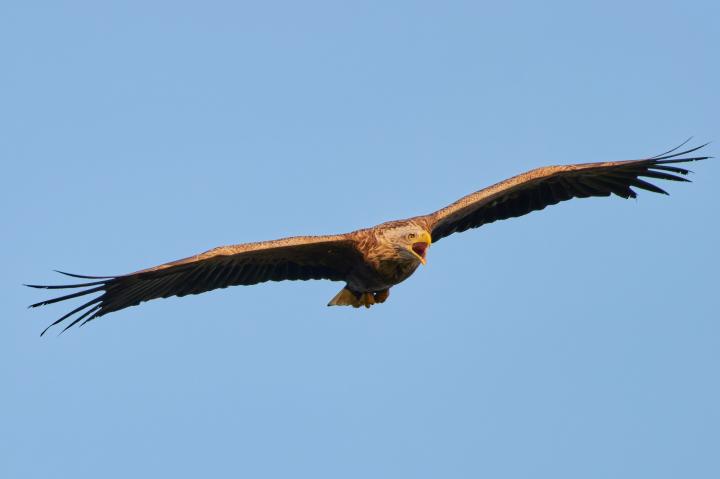  Orel mořský ( Haliaeetus albicillus)