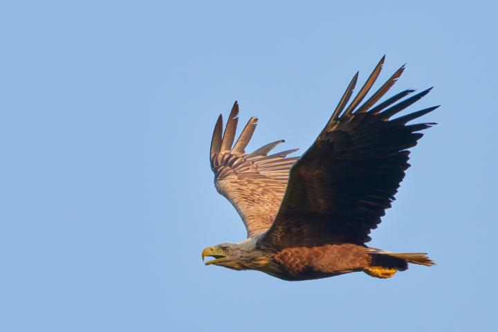  Orel mořský ( Haliaeetus albicillus)