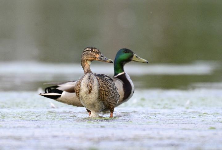 Kachna divoká (Anas platyrhynchos)