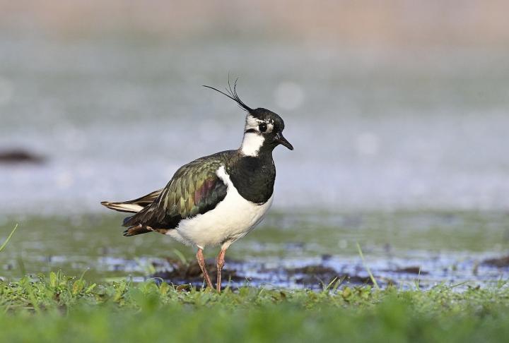 Čejka chocholatá (Vanellus vanellus)