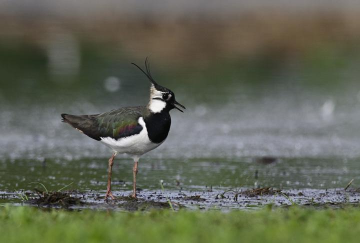 Čejka chocholatá (Vanellus vanellus)
