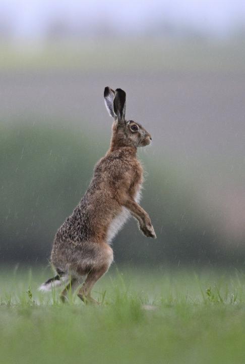 Zajíc polní  (Lepus europaeus)